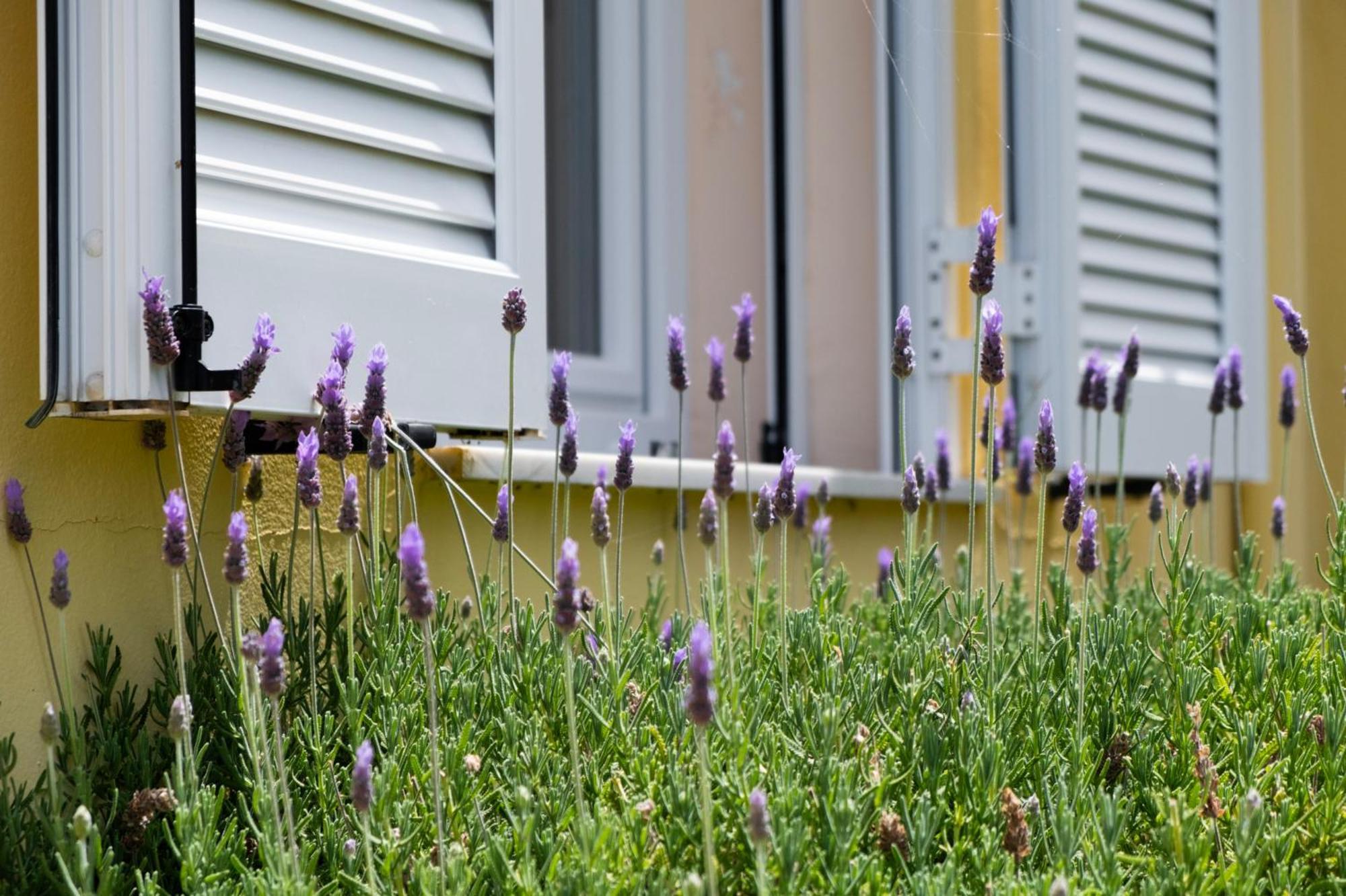 Scorpina Villas Áyios Nikítas Exteriör bild